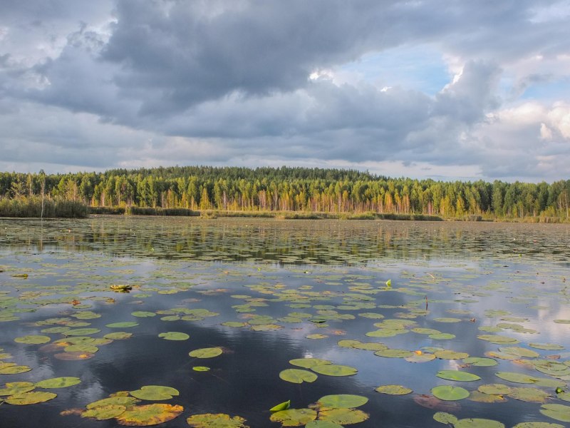 Клюква в Ульяновской области