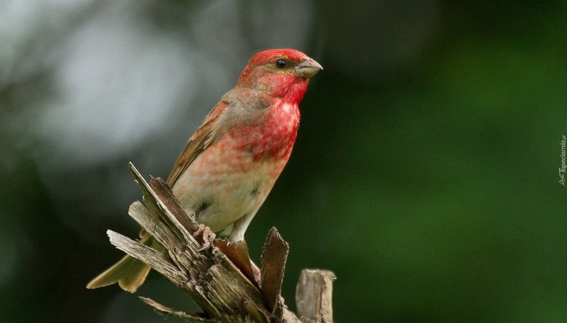 Большая чечевица (Carpodacus rubicilla)