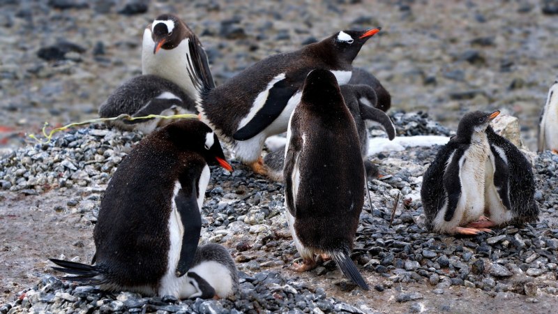 Penguin b