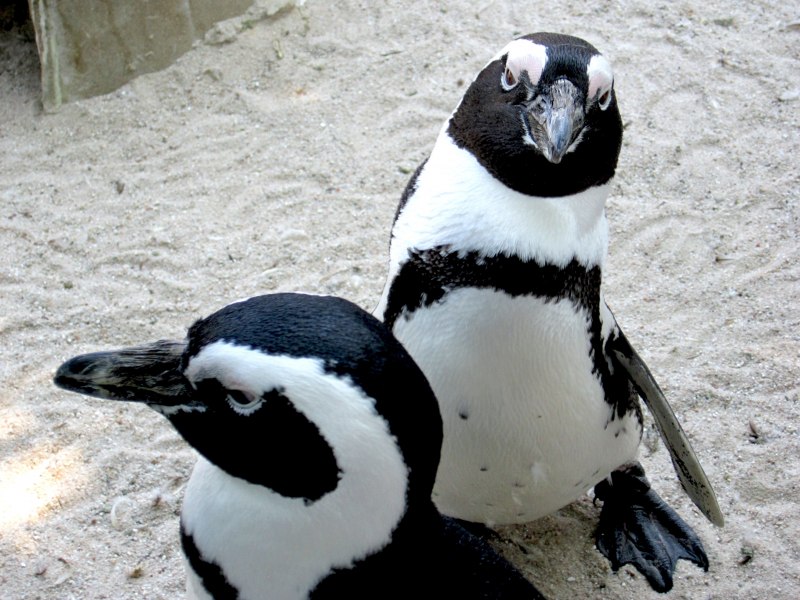 Penguins Zoo