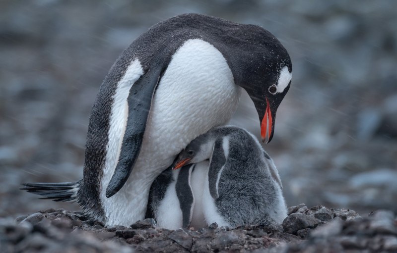 Penguin перевод