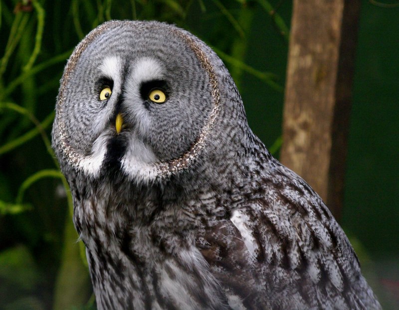 Great Grey Owl