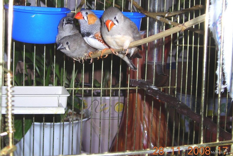 Gouldian Finch птица
