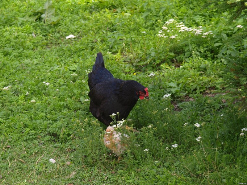 Beltsville small White Turkey