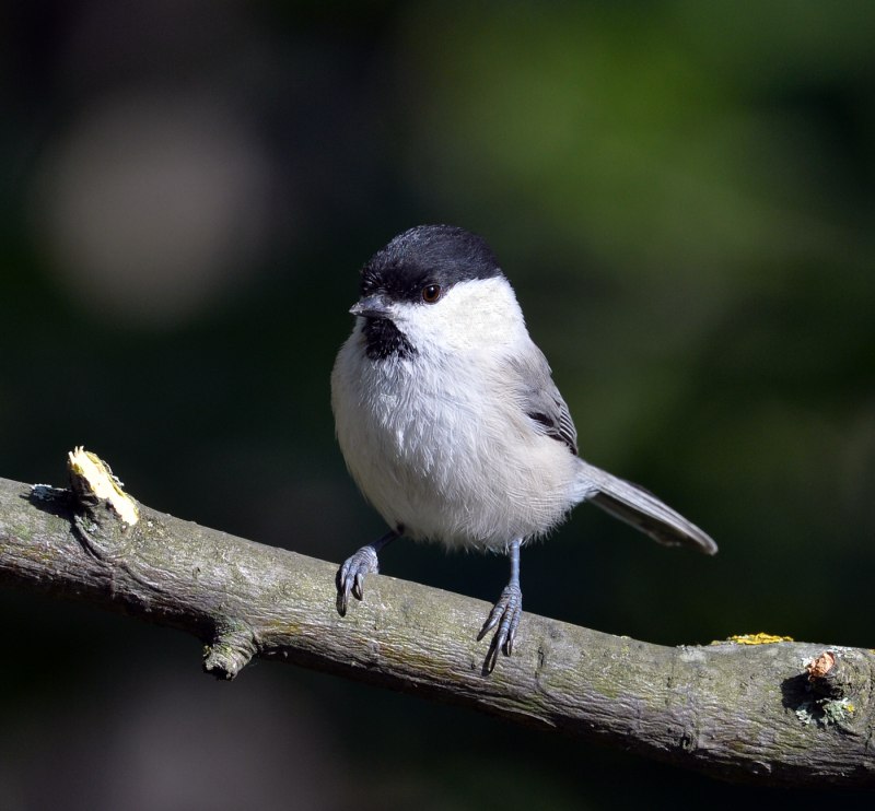 Буроголовая гаичка- Parus montanus Baldenstein, 1827