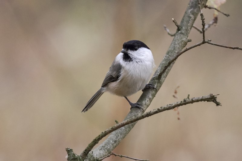 Пухляк или буроголовая гаичка Parus montanus