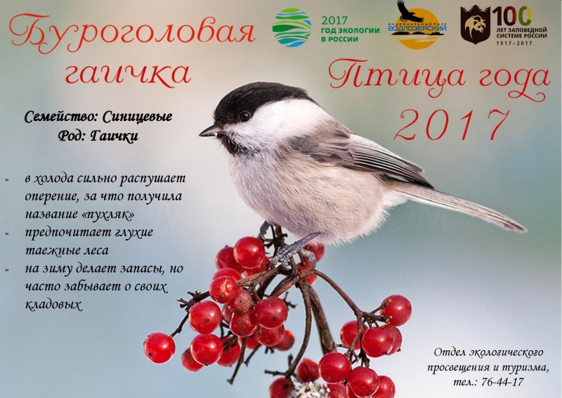 Буроголовая гаичка пухляк