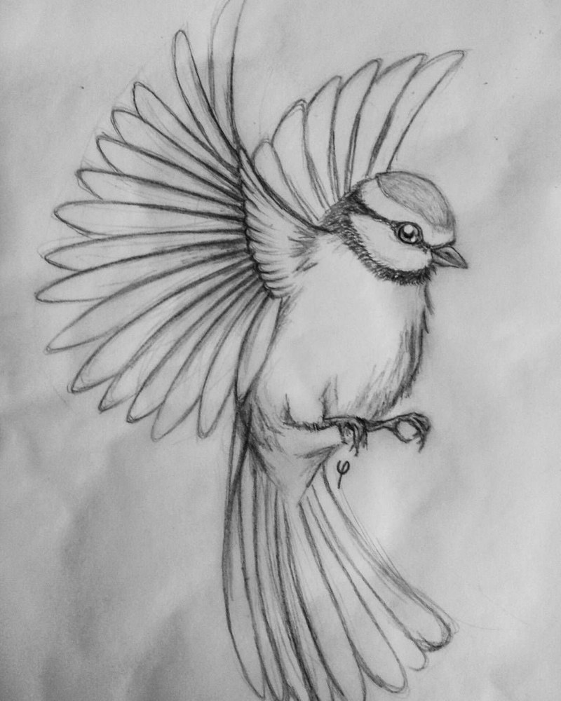 Птиц для срисовки карандашом (41 фото)