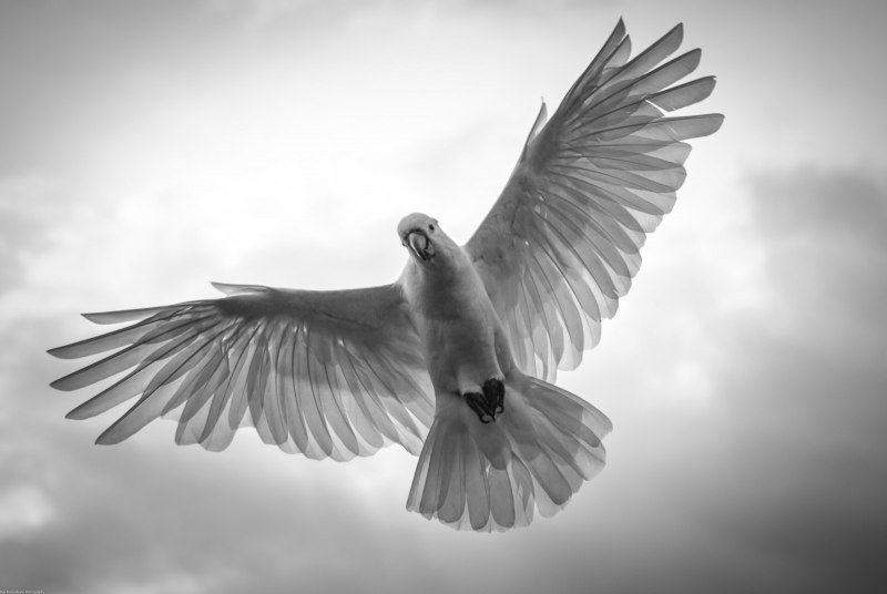 Pakistan Vulture
