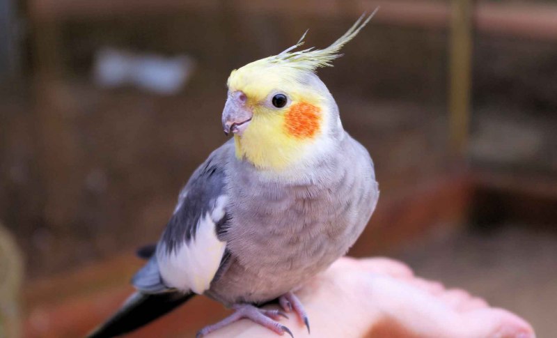 Средний попугай корелла