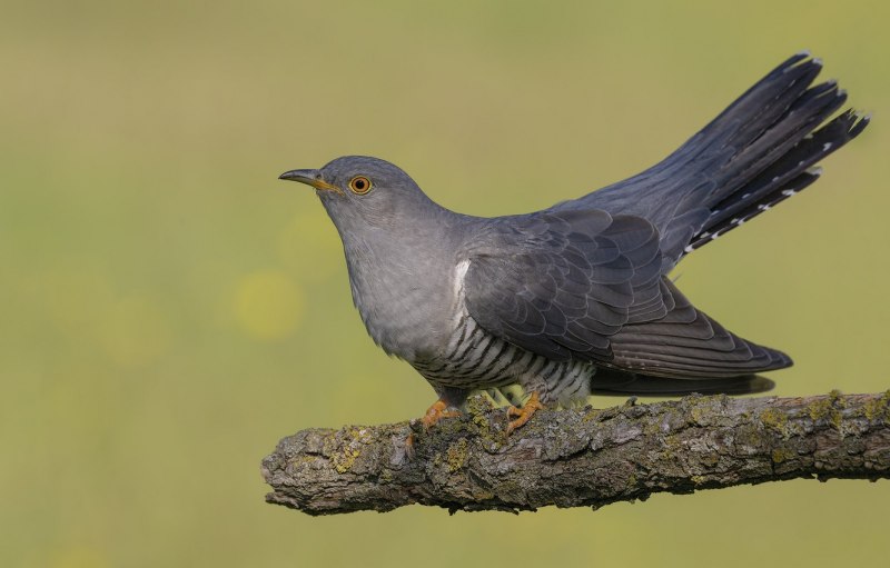 9. Кукушка обыкновенная (Cuculus canorus)