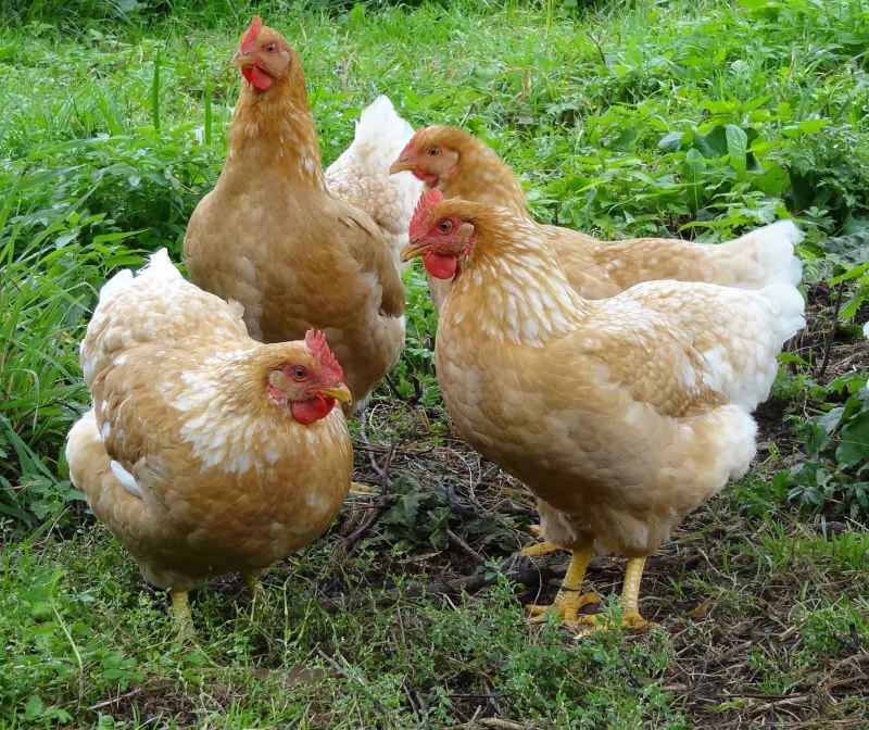 Породы мини кур