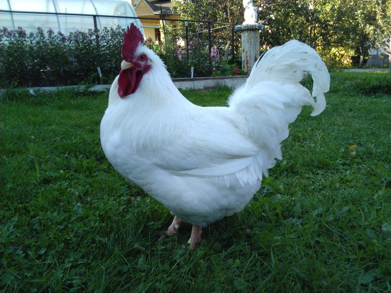 Карликовый Леггорн в-33