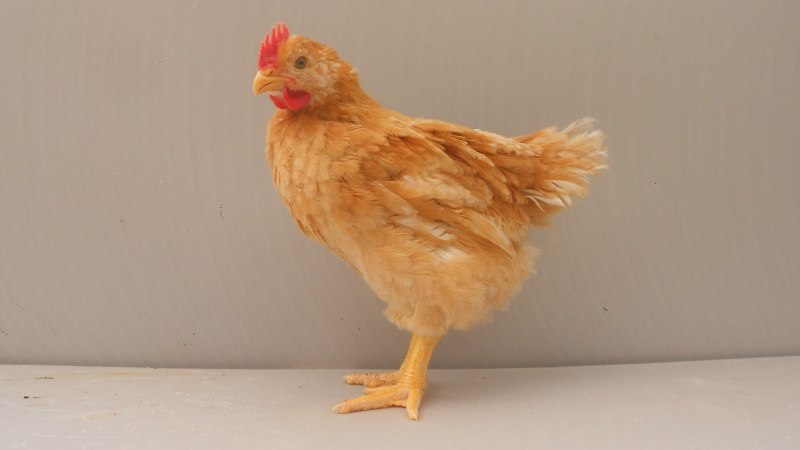Мини куры купить