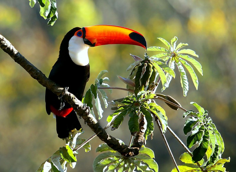 Тропических животных и птиц (54 фото)