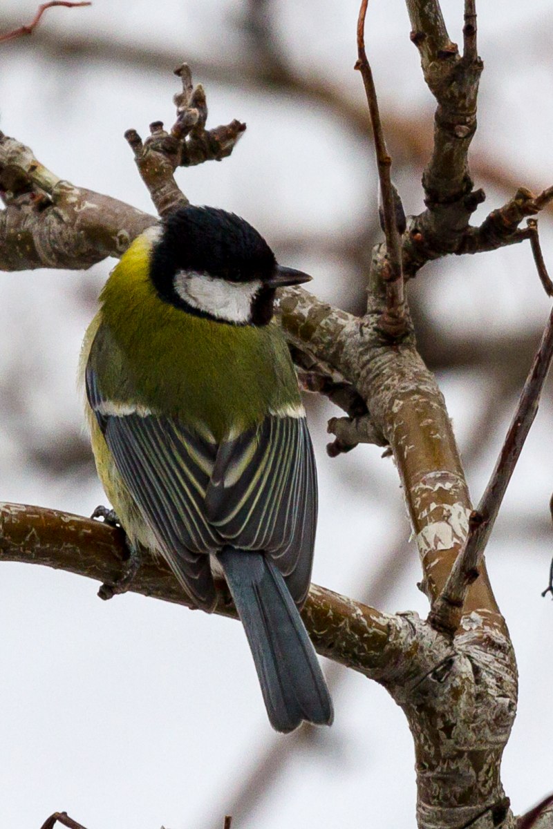 Большая синица Parus Major