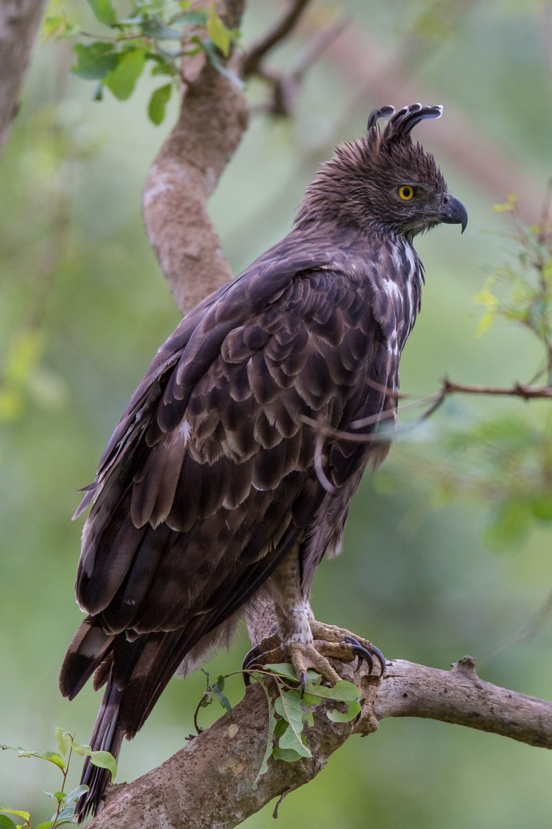 Хохлатый Орел Spizaetus nipalensis