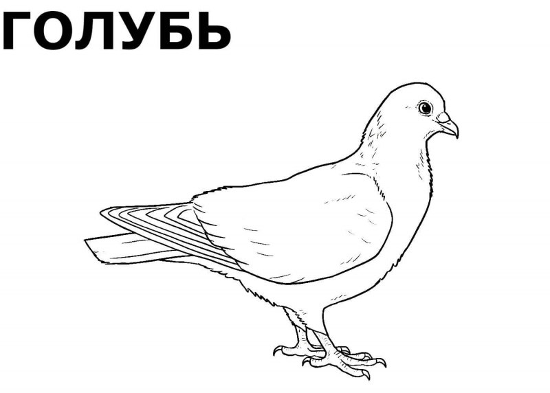Контуры зимующих птиц для детей