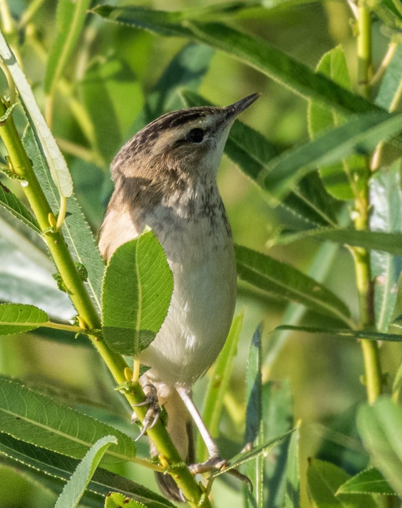 Птицы Кемеровской области Галка