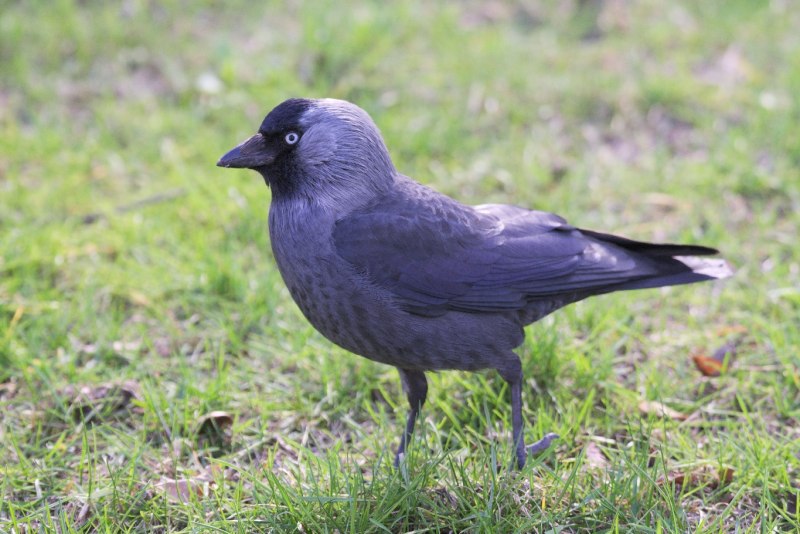 Славка Кондратьев