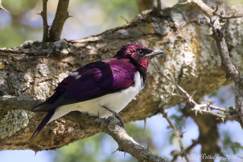 Фиолетовая птица Коваль