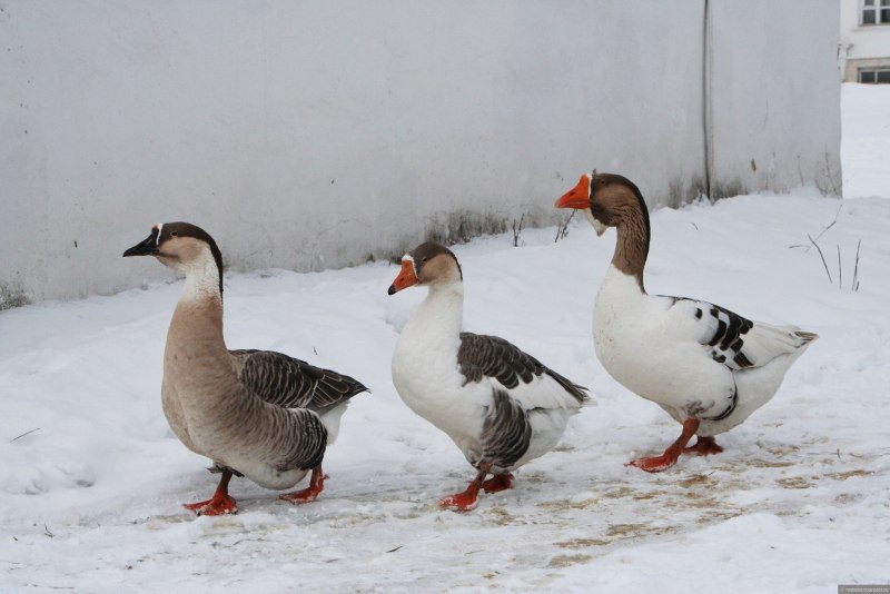 Гусь венгерский белый