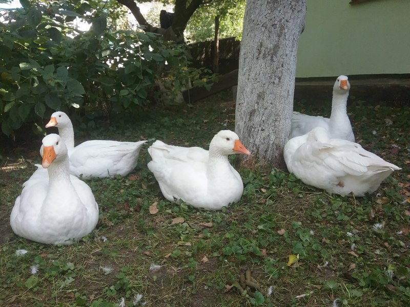 Датский Легарт