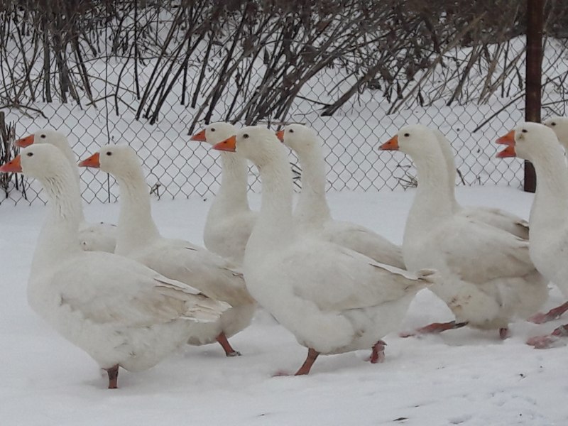 Венгерский Легард гуси