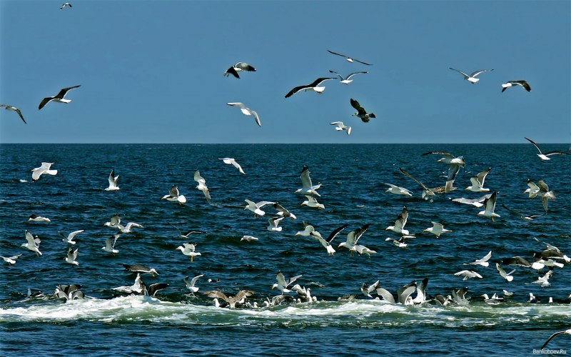 Птицы черного моря