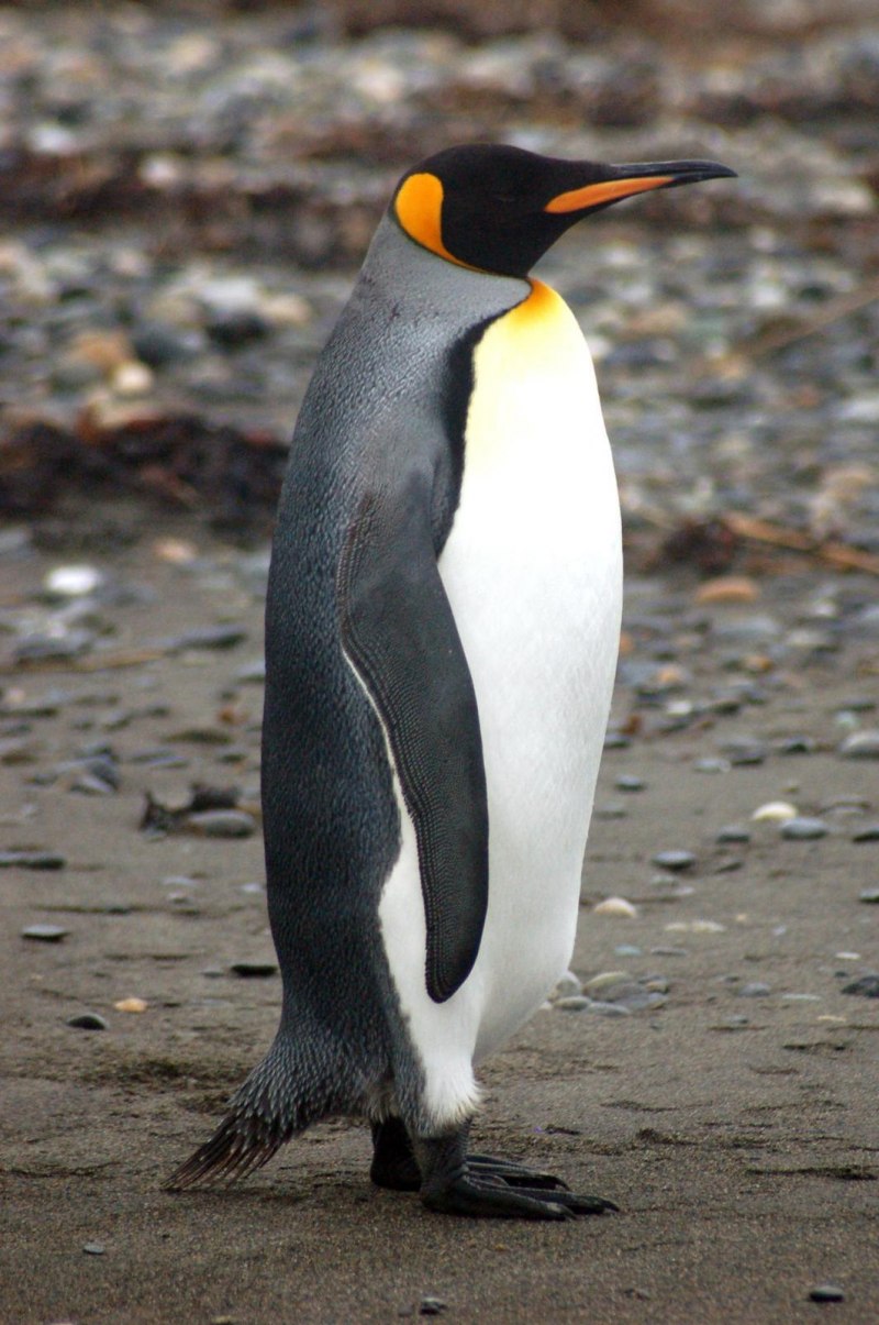 Aptenodytes patagonicus
