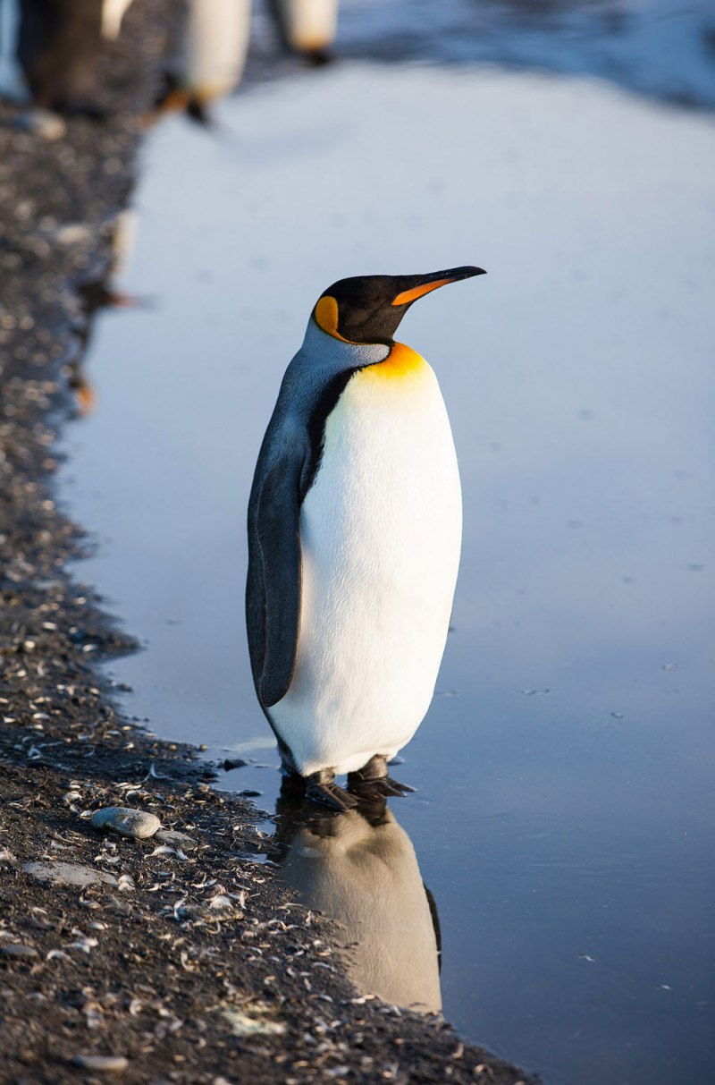 Aptenodytes patagonicus
