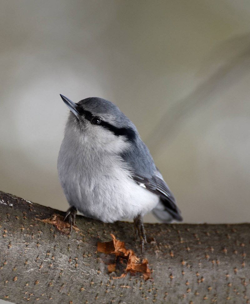 Dumetella carolinensis