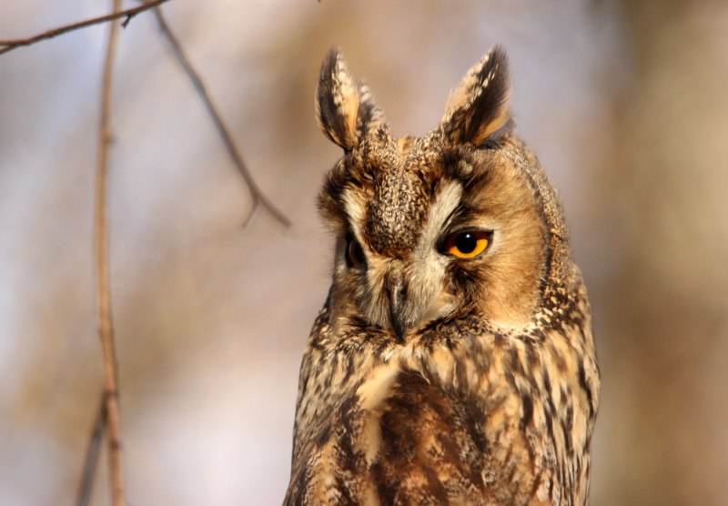 Ушастая Сова ASIO Otus