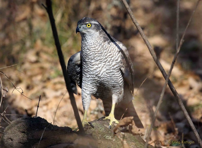 Обыкновенный канюк Buteo Buteo