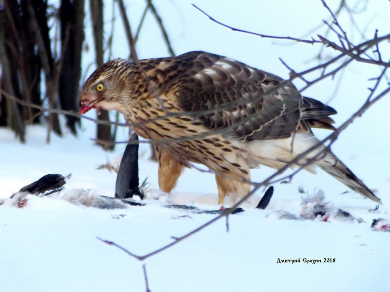 Red tailed Hawk