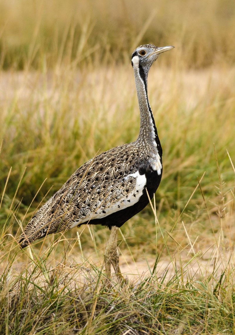 Houbaropsis bengalensis