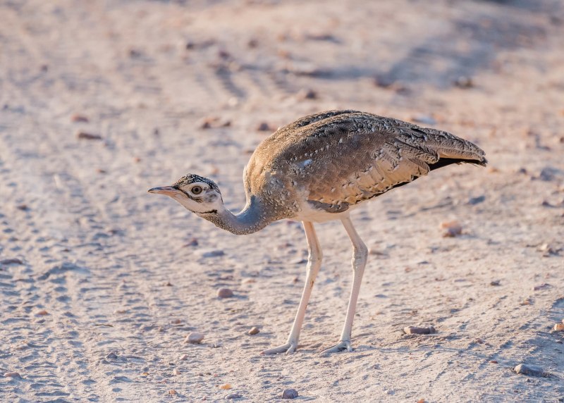 Chlamydotis macqueenii