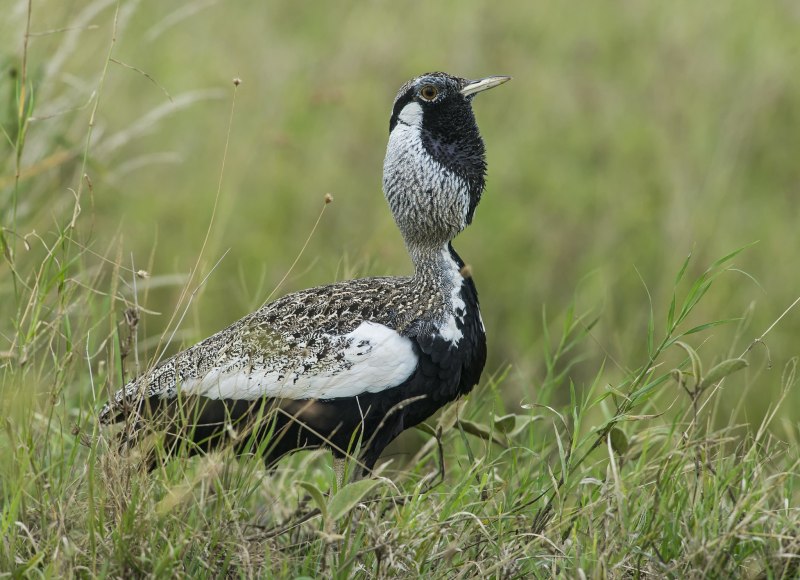 Chlamydotis macqueenii