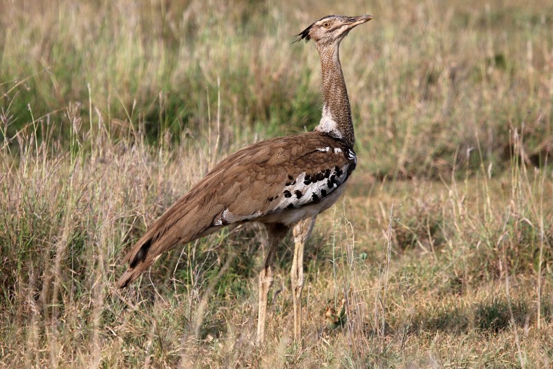 Джек (chlamydotis undulata