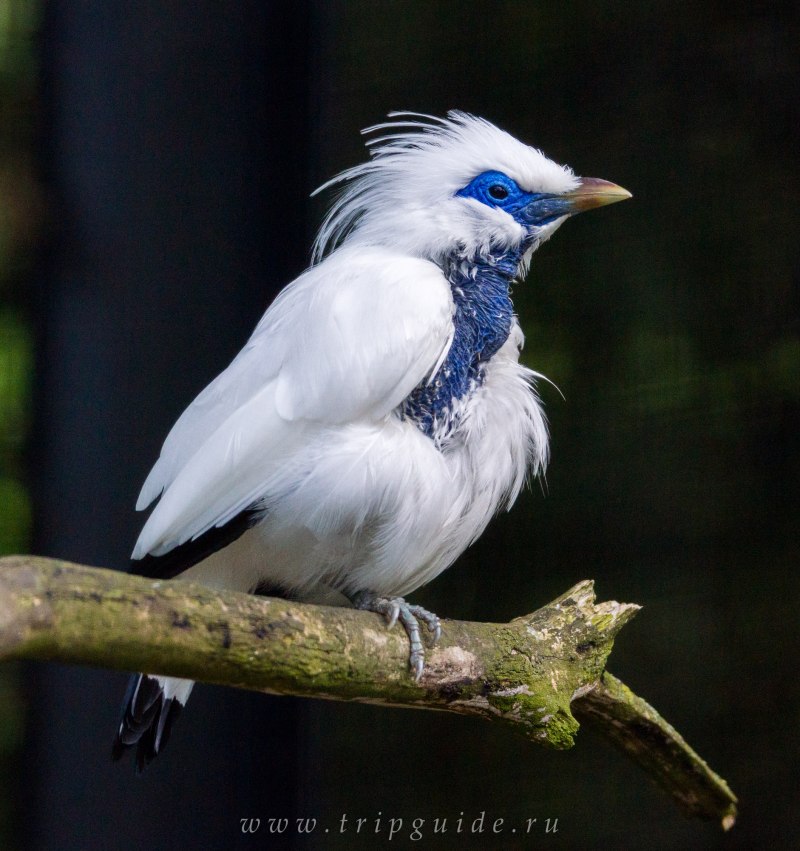 Leucopsar rothschildi