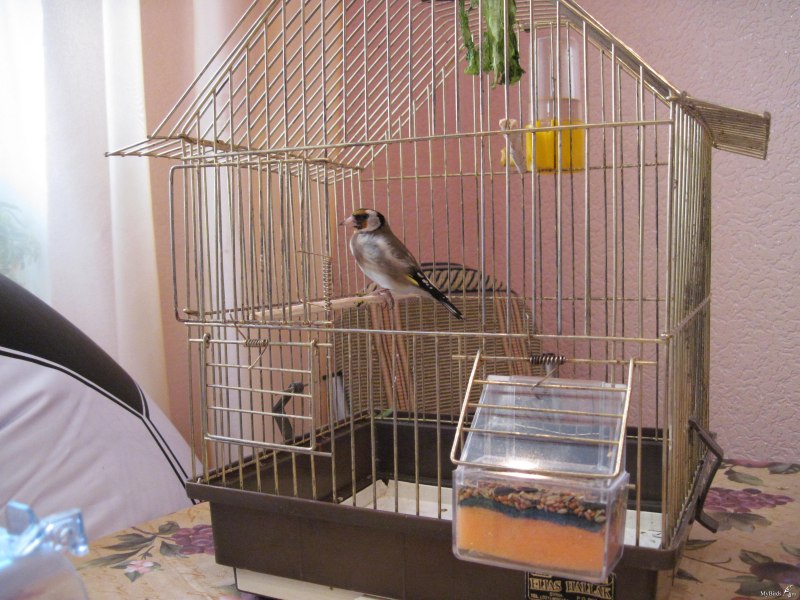 Петергоф павильон птичник