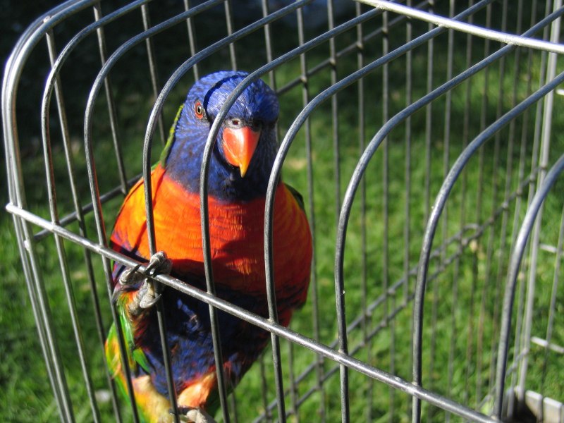 Vogel im Käfig (Bird in the Cage)