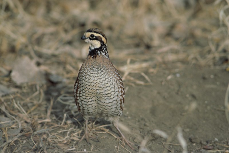Colinus virginianus