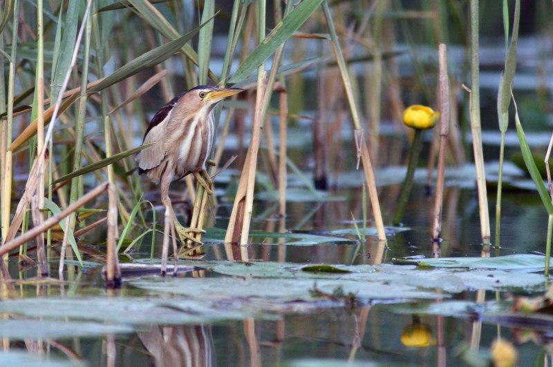 Cinnamon Bittern