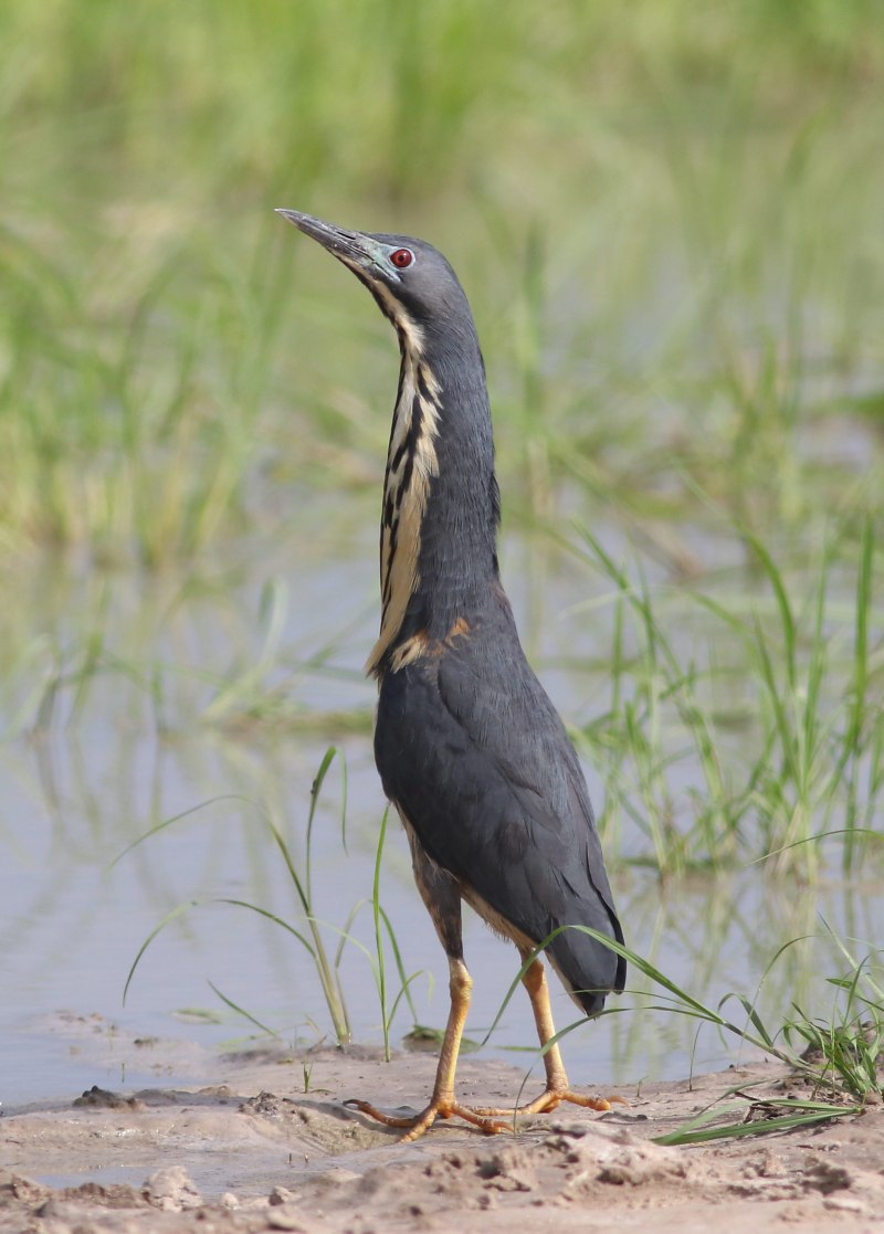 Выпь малая (Ixobrychus minutus)