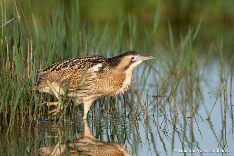 Ixobrychus sinensis