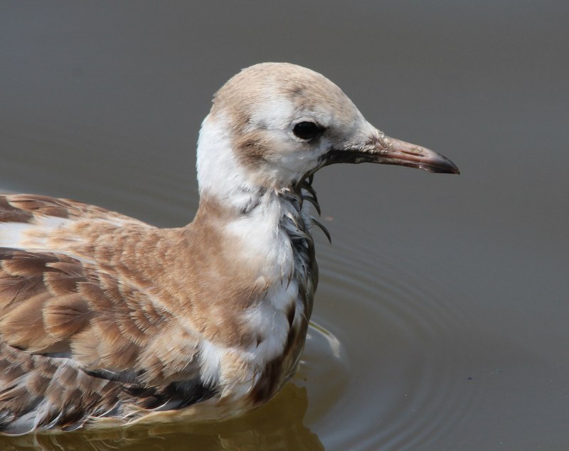 Chroicocephalus ridibundus