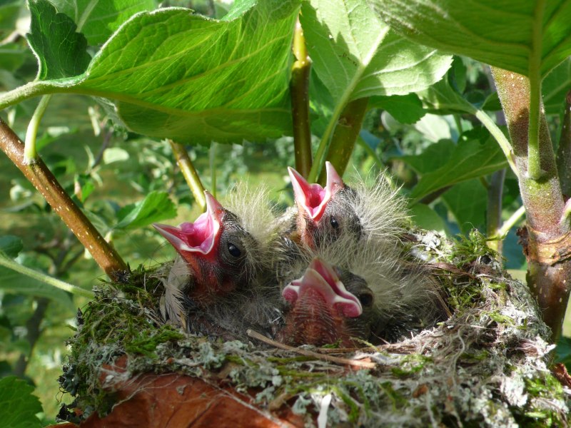 Birds make Nests and Bees