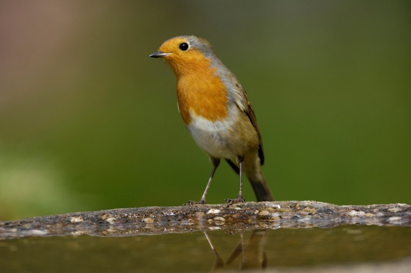 National Bird of the uk