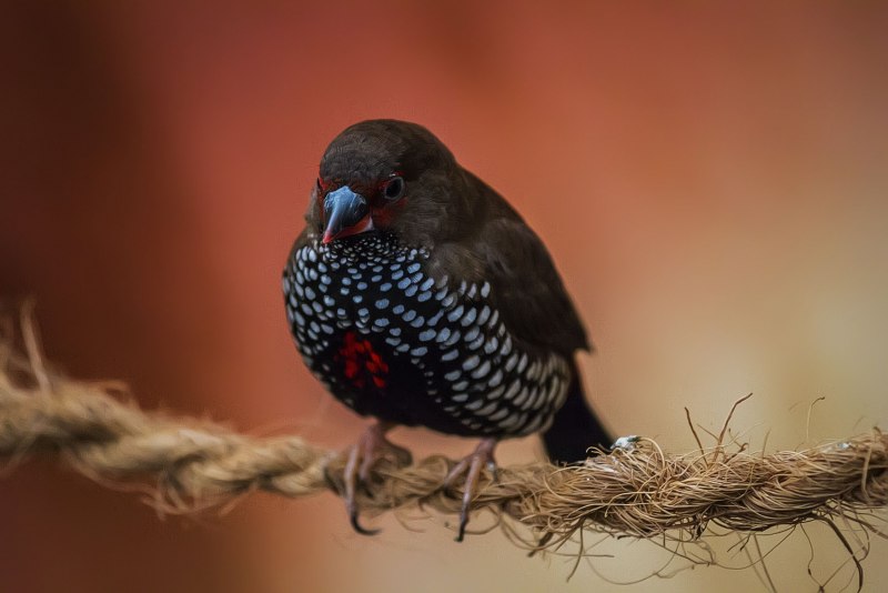 Heath cock Bird